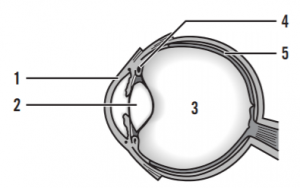 第101回薬剤師国家試験問題11