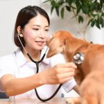 愛玩動物看護師
